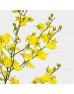 Oncidium (Imported) - Pure Yellow (5 Stems)