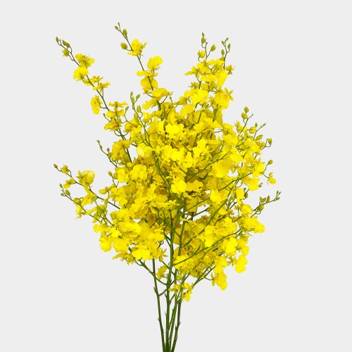 Oncidium (Imported) - Pure Yellow (5 Stems)