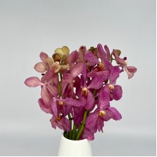 Mokara Orchid (Local) - Pink (5 Stems) Mokara Orchid (Local) - Pink (5 Stems)