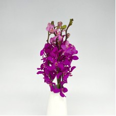 Orchid Mokara (Imported) - Calypso Pink (10 Stems) Orchid Mokara (Imported) - Calypso Pink (10 Stems)