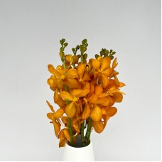 Mokara Orchid (Local) - Gold Nugget (5 Stems) Mokara Orchid (Local) - Gold Nugget (5 Stems)