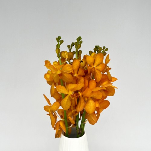 Mokara Orchid (Local) - Gold Nugget (5 Stems)