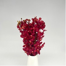 Orchid Mokara (Imported) - Hassan Red (10 Stems) Orchid Mokara (Imported) - Hassan Red (10 Stems)