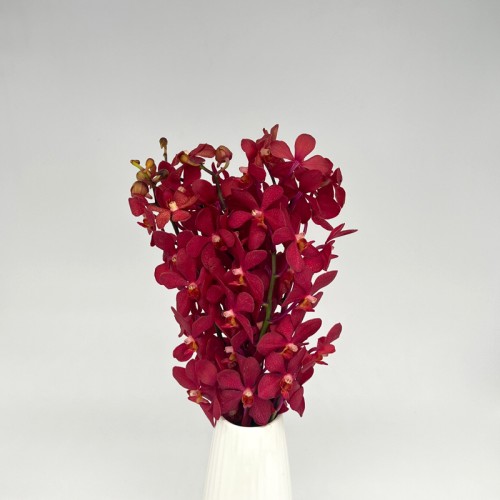 Orchid Mokara (Imported) - Hassan Red (10 Stems)