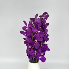 Mokara Orchid (Local) - Purple (5 Stems) Mokara Orchid (Local) - Purple (5 Stems)
