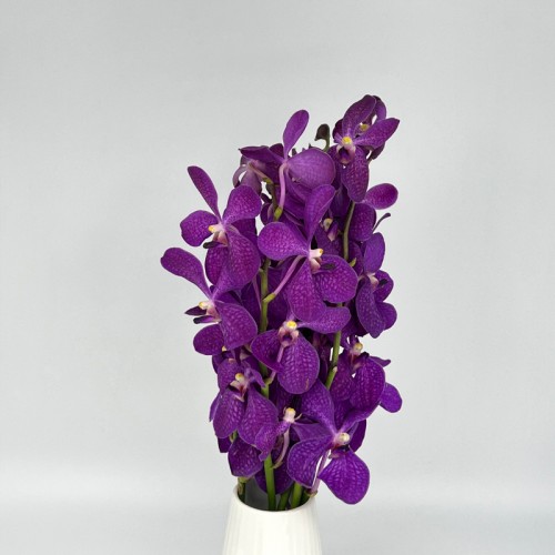 Mokara Orchid (Local) - Purple (5 Stems) Mokara Orchid (Local) - Purple (5 Stems)