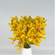 Orchid Mokara (Imported) - Yellow (10 Stems) Orchid Mokara (Imported) - Yellow (10 Stems)