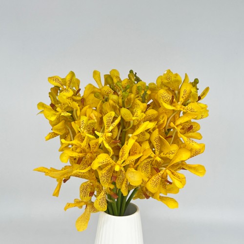 Orchid Mokara (Imported) - Yellow (10 Stems) Orchid Mokara (Imported) - Yellow (10 Stems)