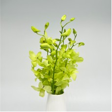 Dendrobium Orchid (Local) - Apple Green (5 Stems) Dendrobium Orchid (Local) - Apple Green (5 Stems)