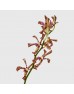 Aranda Tiger Pink (Local) - (5 Stems)