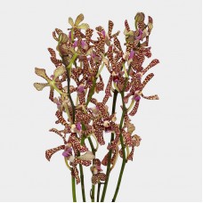 Aranda Tiger Pink (Local) - (5 Stems) Aranda Tiger Pink (Local) - (5 Stems)