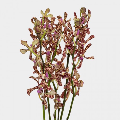 Aranda Tiger Pink (Local) - (5 Stems)