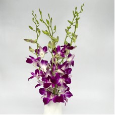 Dendrobium Orchid (Local) - Bom (5 Stems)