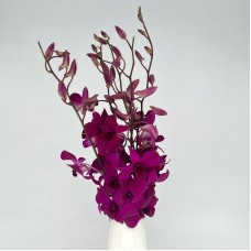 Dendrobium Orchid (Local) - Tay Swee Keng (5 Stems)