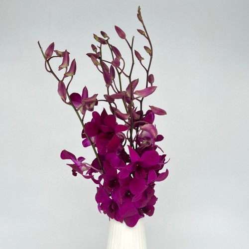 Dendrobium Orchid (Local) - Tay Swee Keng (5 Stems)