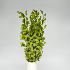 Dendrobium Orchid (Local) - Green (5 Stems) Dendrobium Orchid (Local) - Green (5 Stems)
