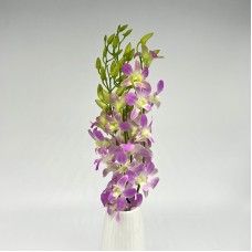 Dendrobium Orchid (Local) - Lucy Pink (5 Stems) Dendrobium Orchid (Local) - Lucy Pink (5 Stems)