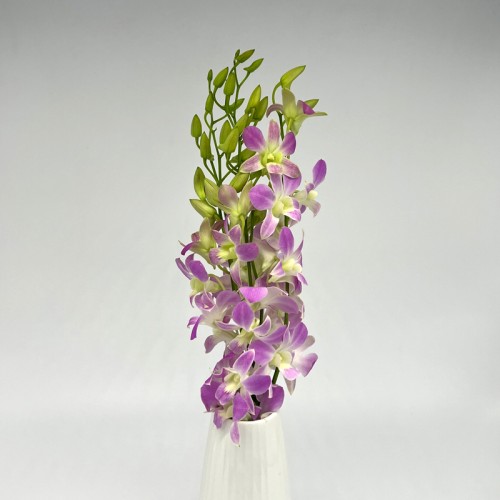 Dendrobium Orchid (Local) - Lucy Pink (5 Stems)