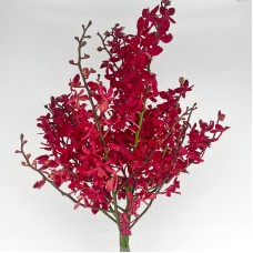 Orchid Anora (Local) - Red (5 Stems) Orchid Anora (Local) - Red (5 Stems)