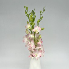 Dendrobium Orchid (Local) - Apricot Cinta Sweet (5 Stems)