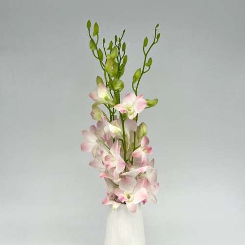 Dendrobium Orchid (Local) - Apricot Cinta Sweet (5 Stems)