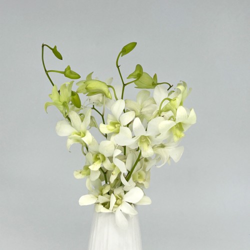 Dendrobium Orchid (Local) - White (5 Stems) Dendrobium Orchid (Local) - White (5 Stems)
