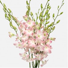 Dendrobium Orchid (Imported) - Apricot Thai (10 Stems)