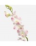 Dendrobium Orchid (Imported) - Apricot Thai (10 Stems) Dendrobium Orchid (Imported) - Apricot Thai (10 Stems)