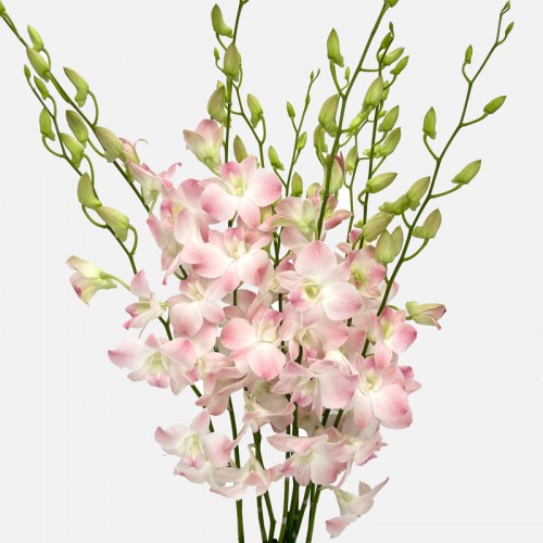 Dendrobium Orchid (Imported) - Apricot Thai (10 Stems) Dendrobium Orchid (Imported) - Apricot Thai (10 Stems)