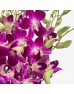 Dendrobium Orchid (Imported) - Bom Thai (10 Stems) Dendrobium Orchid (Imported) - Bom Thai (10 Stems)