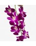 Dendrobium Orchid (Imported) - Bom Thai (10 Stems) Dendrobium Orchid (Imported) - Bom Thai (10 Stems)