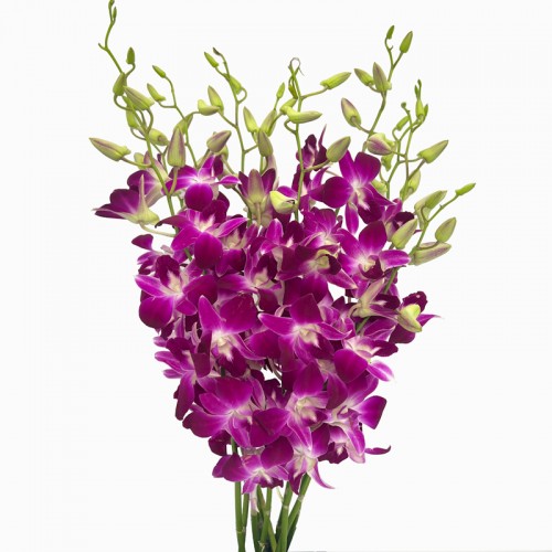 Dendrobium Orchid (Imported) - Bom Thai (10 Stems) Dendrobium Orchid (Imported) - Bom Thai (10 Stems)