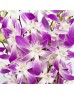 Dendrobium Orchid (Imported) - Lucy Pink Thai (10 Stems) Dendrobium Orchid (Imported) - Lucy Pink Thai (10 Stems)