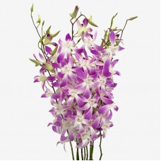 Dendrobium Orchid (Imported) - Lucy Pink Thai (10 Stems) Dendrobium Orchid (Imported) - Lucy Pink Thai (10 Stems)
