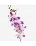 Dendrobium Orchid (Imported) - Lucy Pink Thai (10 Stems) Dendrobium Orchid (Imported) - Lucy Pink Thai (10 Stems)