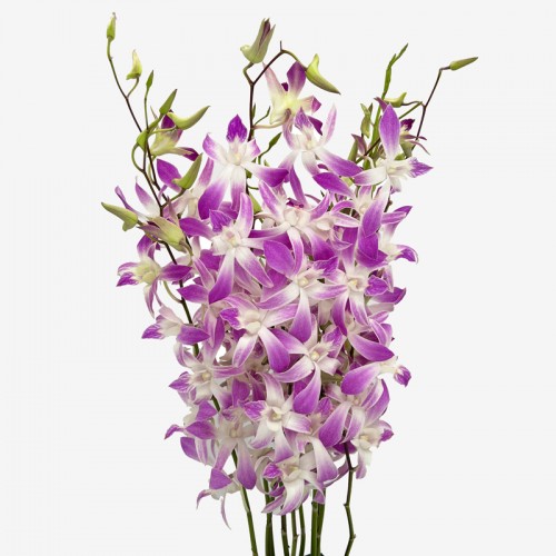 Dendrobium Orchid (Imported) - Lucy Pink Thai (10 Stems) Dendrobium Orchid (Imported) - Lucy Pink Thai (10 Stems)