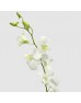Dendrobium Orchid (Imported) - White Thai (10 Stems) Dendrobium Orchid (Imported) - White Thai (10 Stems)