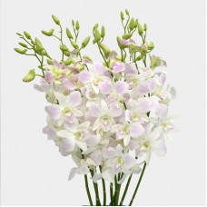 Dendrobium Orchid (Imported) - White/Lilac Thai (10 Stems)