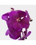 Vanda Thai (Imported) - Dark Purple (Per Stem) Vanda Thai (Imported) - Dark Purple (Per Stem)
