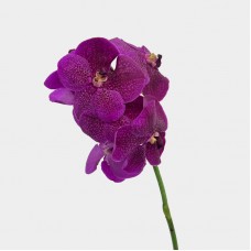 Vanda Thai (Imported) - Dark Purple (Per Stem) Vanda Thai (Imported) - Dark Purple (Per Stem)