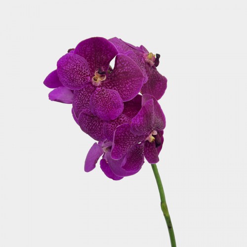 Vanda Thai (Imported) - Dark Purple (Per Stem) Vanda Thai (Imported) - Dark Purple (Per Stem)