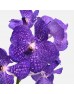 Vanda Thai (Imported) - Lavender (Per Stem)