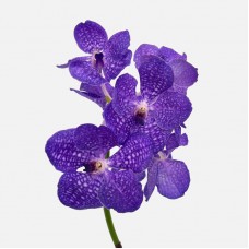 Vanda Thai (Imported) - Lavender (Per Stem)
