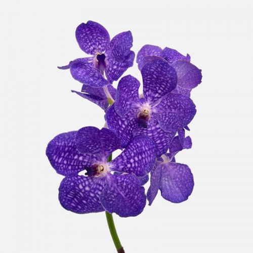 Vanda Thai (Imported) - Lavender (Per Stem)