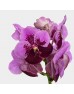 Vanda Thai (Imported) - Two Tone Pink Purple (Per Stem)