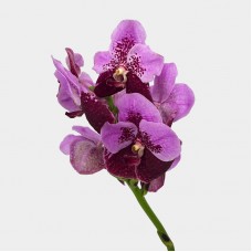 Vanda Thai (Imported) - Two Tone Pink Purple (Per Stem) Vanda Thai (Imported) - Two Tone Pink Purple (Per Stem)