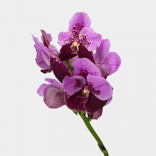Vanda Thai (Imported) - Two Tone Pink Purple (Per Stem)