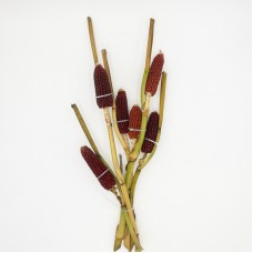 Ornamental Corn (Imported) - Brown (Per Bundle)