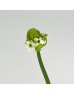 Ornithogalum Arabicum (UFO) (Imported) - (5/10 Stems)
