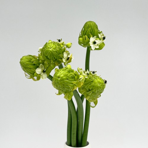 Ornithogalum Arabicum (UFO) (Imported) - (5/10 Stems)